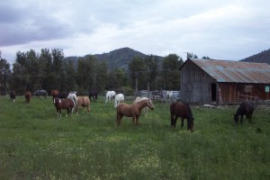 Horses by barn -1