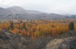 # Methow fall trees 1