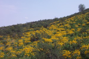 Sunflower hill