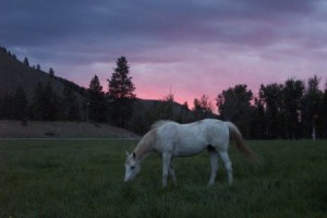 Sunset with horse-1