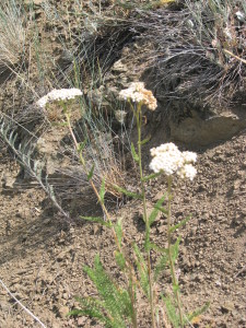 Twisp 4th of July 2008 047 - Copy (2)