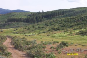 View South to Orchard Forest