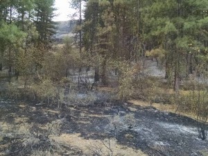 burnt ranch 5