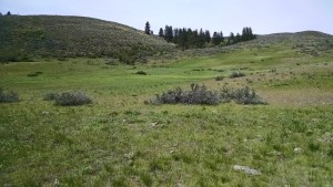 ranch field at orchard
