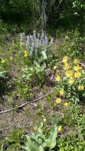 spring flowers