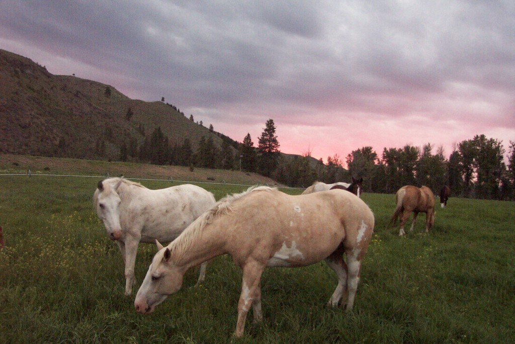 Horses on the Walking D Ranch