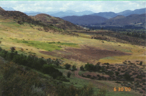 Field on the Walking D Ranch