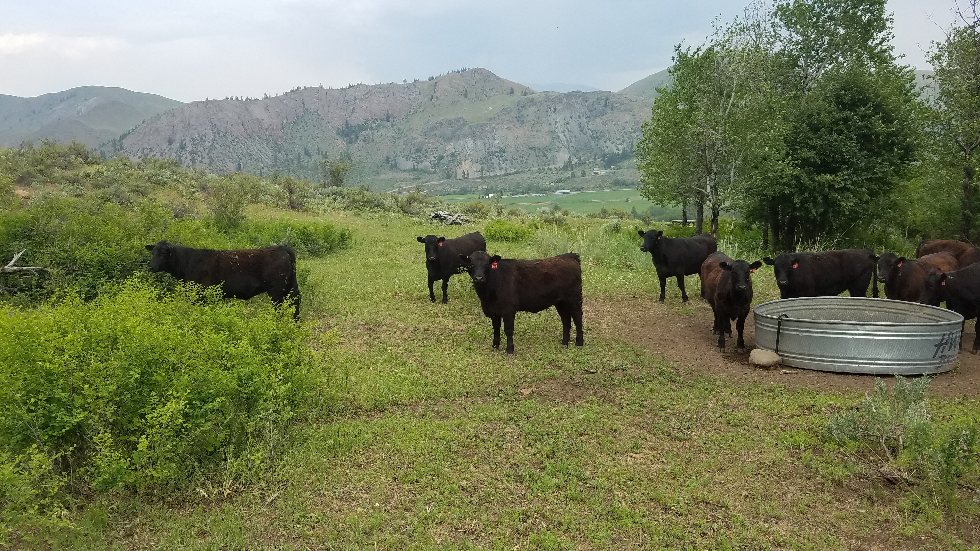 Cattle on the Walking D  Ranch